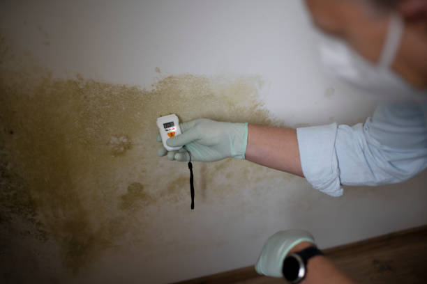 Best Basement Mold Remediation in Bergenfield, NJ