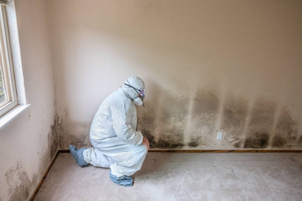 Best Post-Flood Mold Remediation in Bergenfield, NJ