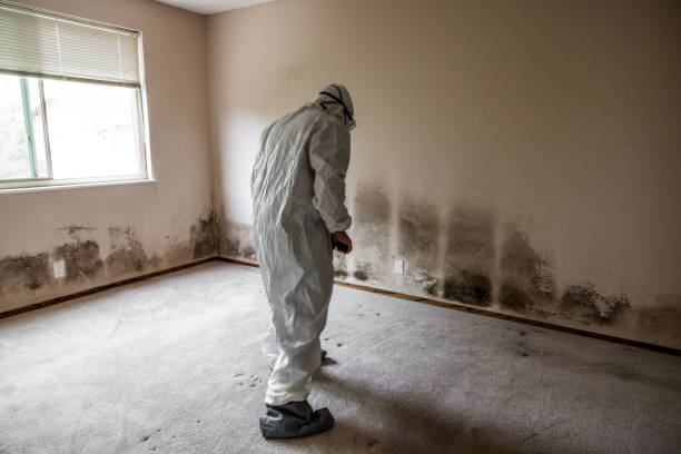 Best Insurance-Related Mold Remediation in Bergenfield, NJ